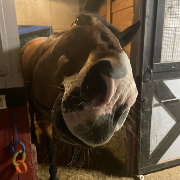 Meet your Posher, Lizzy - Picture 1 of 3